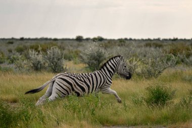 Zebra içinde belgili tanımlık vahşi, Afrika