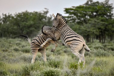 Kenya 'daki bozkırda zebra