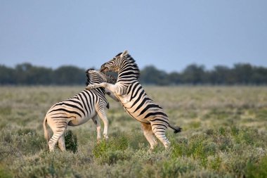 Vahşi Afrikalı zebralar bozkırda