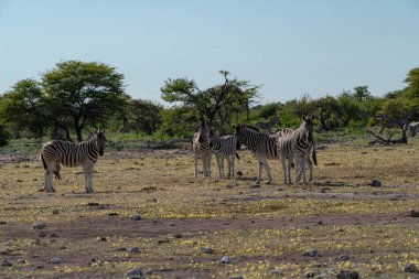 Afrika bozkırlarında bir grup zebra..