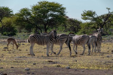 Afrika savanasında zebralar