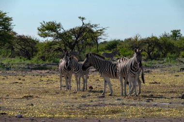 Bir zebra sürüsü Kenya 'da savanada yürüyor.