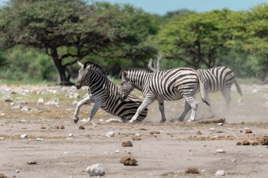 Namibya Ulusal Parkı 'nda zebra