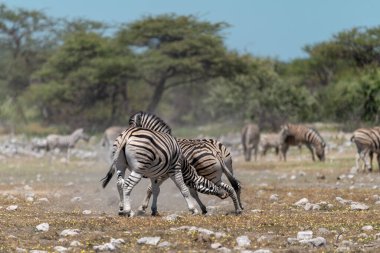 Zebralar Namibya 'daki Etosha Milli Parkı' nda