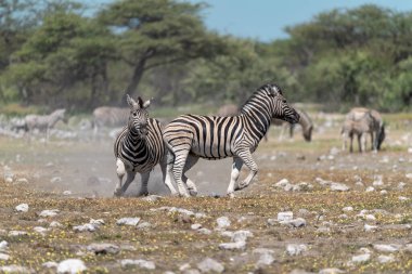 Zebra Namibya 'daki Etoşa Ulusal Parkı' nda.