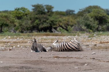 Etoşa Ulusal Parkı, Namibya 'da zebra
