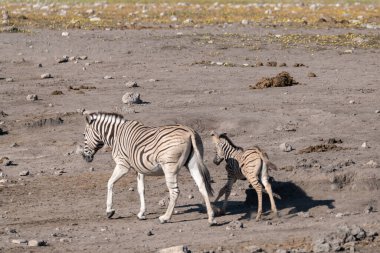 Çöldeki zebra