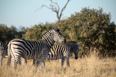 Bir grup zebra bozkırda