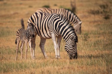 Afrika bozkırındaki çimlerde zebra