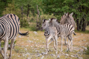 Çayırdaki bir çayırda zebra