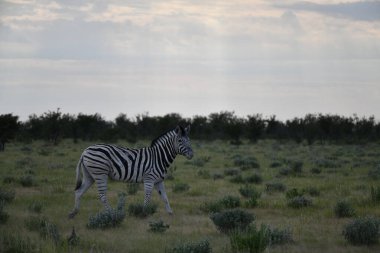 Etoşa Ulusal Parkı, Namibya 'da zebra