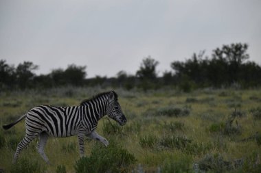 Çayırda bir zebra