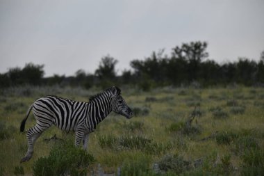 Çimenlerdeki zebra
