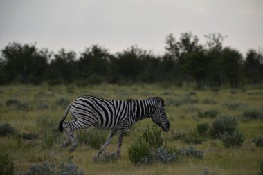 Savanadaki zebra, Kenya