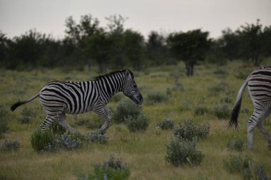 Çayırdaki çayırdaki zebra