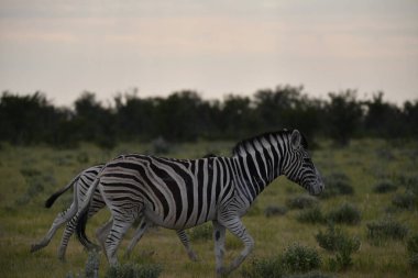 Etoşa, namibya 'nın vahşi ortamında bir zebra