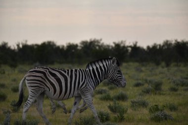 Zebra vahşi doğada