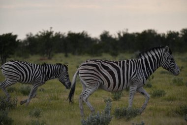 Kenya bozkırında zebra