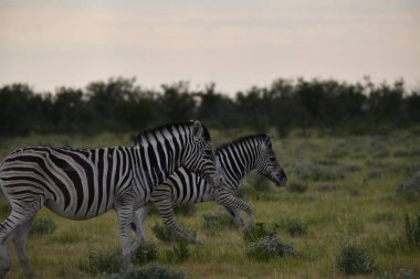 Zebra vahşi doğada
