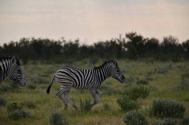 Bir grup zebra sütyen bozkırda