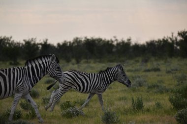 Afrika 'nın bozkırında otlayan vahşi zebra