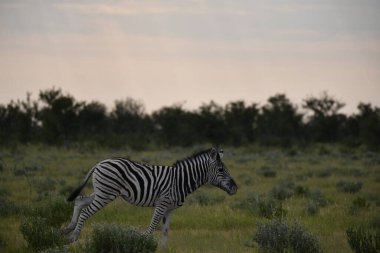 Namibya 'daki savanada güzel zebra