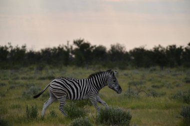 Zebra etkin ulusal park, Namibya