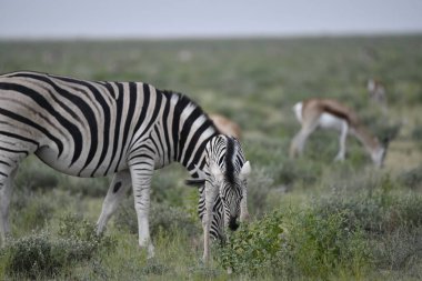 Zebra çimenlerde otluyor.