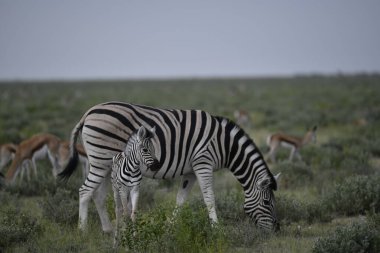Kenya bozkırında zebra