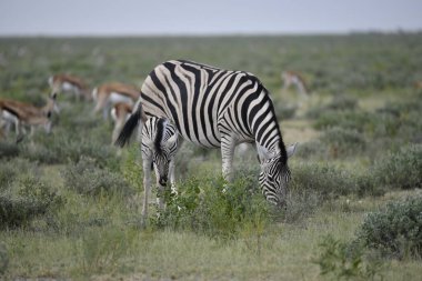 Afrika 'nın namibya bozkırında bir zebra