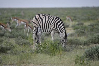 Zebra vahşi doğada, Etoşa Ulusal Parkı