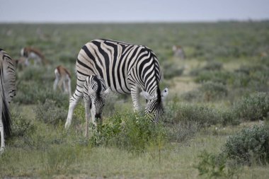 Etoşa bozkırında bir zebra.