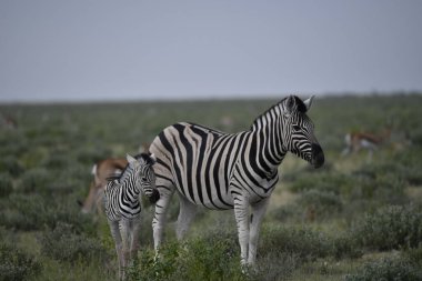 Afrika bozkırlarında otlayan vahşi bir zebra sürüsü..