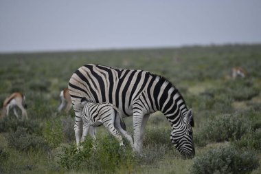 Afrika bozkırında sabah vahşi zebra