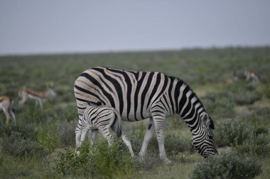 Çayırdaki zebra Namibya 'nın bozkırında otların ortasında