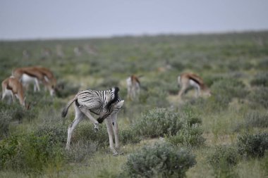 Zebra vahşi doğada