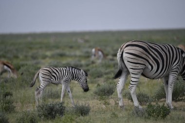 Çayırdaki zebra