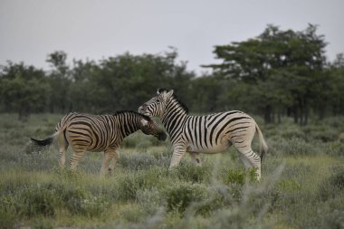 İki beyaz zebra (zebra) akşam vakti sha sha 'nın çimlerinde otluyorlar, namibya. Vahşi safaride vahşi yaşam ve hayvan.