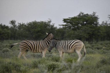 Çimenlerde otlayan iki zebra.