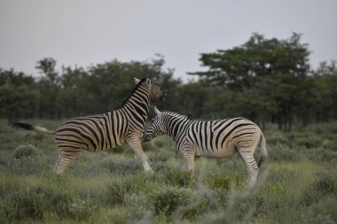 Zebra ve zebra çimenlerde otluyor.