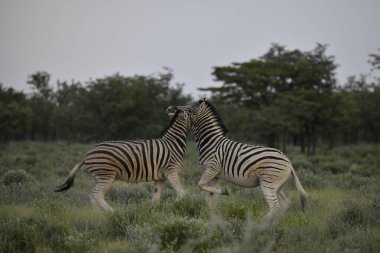 İki zebra çimlerin üzerinde yan yana duruyor.