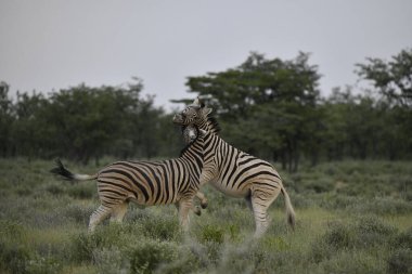 Çayırdaki zebra