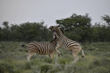 Kenya savanındaki çimlerde bir zebra