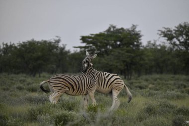 Namibya 'daki Etoşa Ulusal Parkı' nda bir zebra
