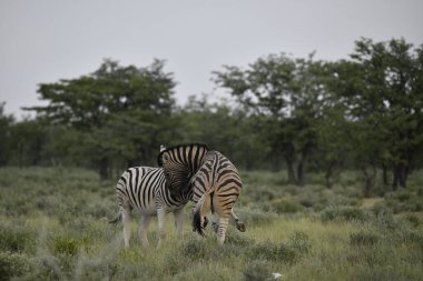 Yeşil çalılıklarda savaşan bir çift zebra.