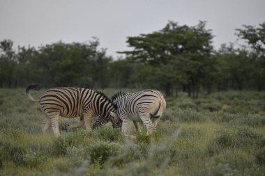 Zebra vahşi doğada