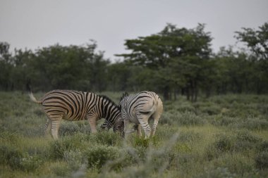 Savanada iki sütyen