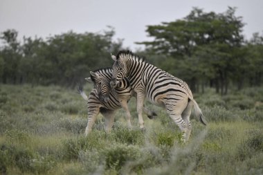 Zebra vahşi, hayvan, doğa faunası