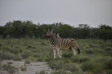 Etoşa Ulusal Parkı, Namibya 'da zebra