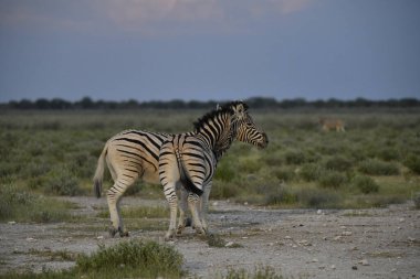 Afrika savanındaki zebra, Etoşa Ulusal Parkı, Namibya